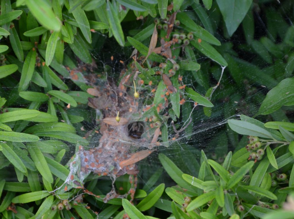 In una ragnatela a imbuto: da ID